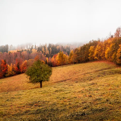 Fall
